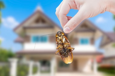 Residential Pest Control