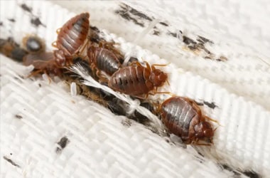Insect Extermination