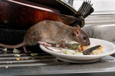 Rodent Control