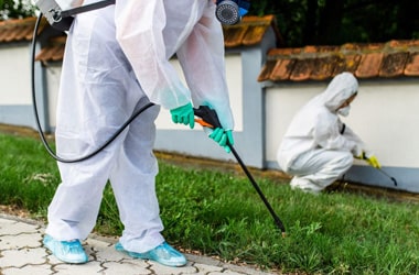 Emergency Pest Removal