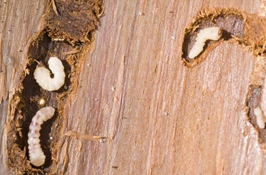 Termite Treatment